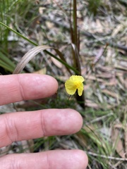 Xyris juncea