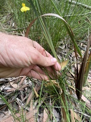 Xyris juncea