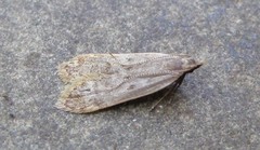 Dichomeris punctidiscellus