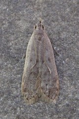 Dichomeris punctidiscellus