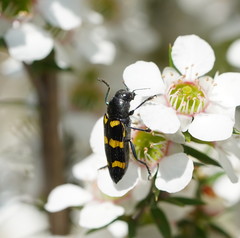 Castiarina rectifasciata