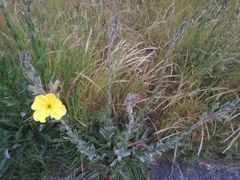 Oenothera