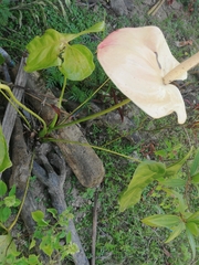 Anthurium andraeanum