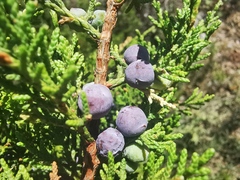 Juniperus angosturana
