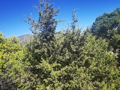 Juniperus angosturana