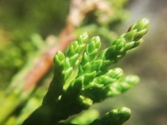 Juniperus angosturana