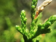 Juniperus angosturana