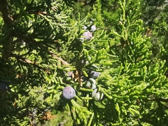 Juniperus angosturana