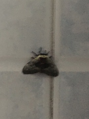 Lepidoptera