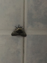 Lepidoptera
