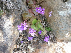 Pinguicula macrophylla