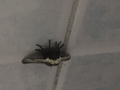 Lepidoptera