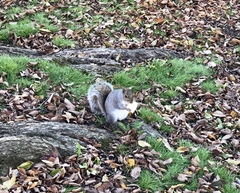 Sciurus carolinensis