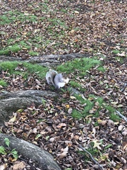 Sciurus carolinensis