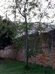 Prunus serotina capuli