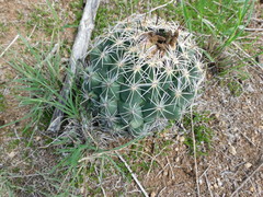 Coryphantha cornifera
