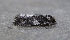 Gypsonoma adjuncta