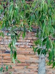 Prunus serotina capuli