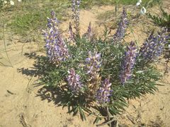 Lupinus multiflorus