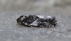 Gypsonoma adjuncta