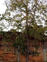 Prunus serotina capuli