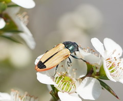 Castiarina fossoria