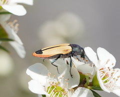 Castiarina fossoria