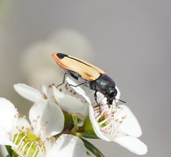 Castiarina fossoria