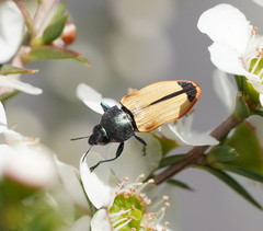 Castiarina fossoria