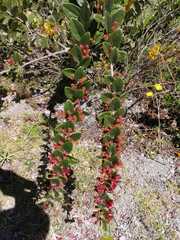 Macleania cordifolia