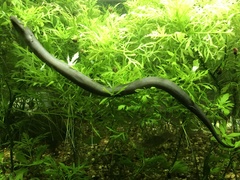 Amphiuma