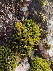 Ulota coarctata