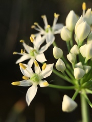 Allium tuberosum