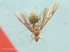 Oecophylla smaragdina