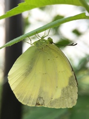 Eurema mandarina
