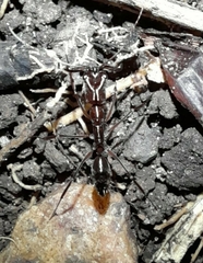 Odontomachus chelifer