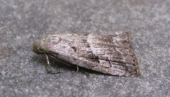 Hypenodes caducus