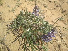 Lupinus multiflorus