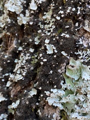 Dendriscocaulon intricatulum