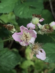 Rubus armeniacus