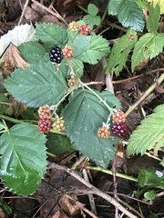 Rubus armeniacus