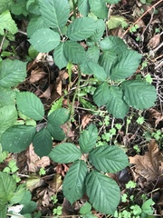 Rubus armeniacus