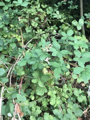 Rubus armeniacus