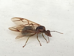 Oecophylla smaragdina