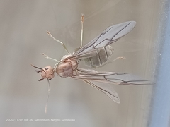 Oecophylla smaragdina