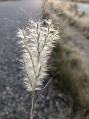 Bothriochloa springfieldii