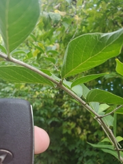 Fraxinus pennsylvanica