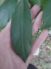 Magnoliopsida