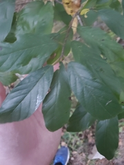 Magnoliopsida