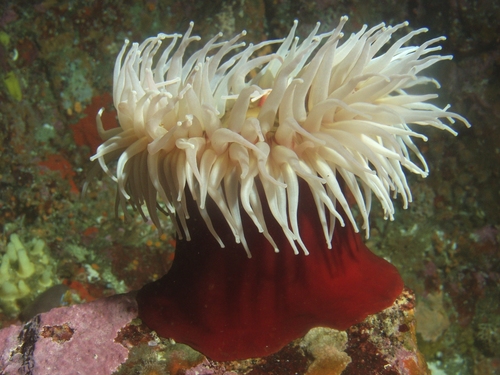 velvety red anemone